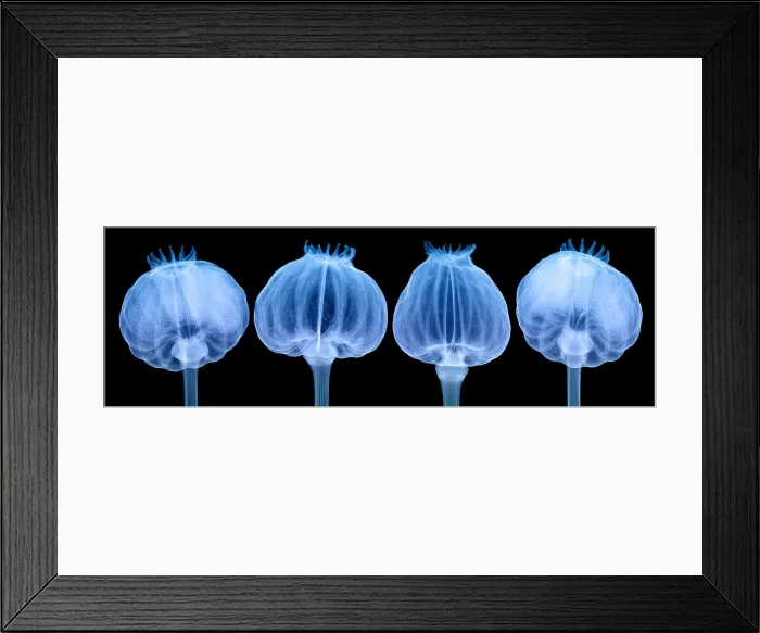 Framed Print : Opium Poppy Pods, X-ray Framed Print : Opium Poppy Pods, X-ray