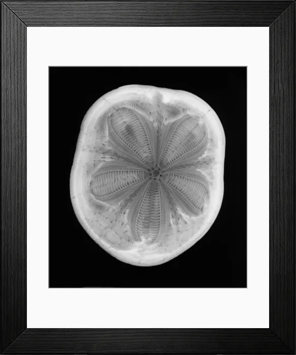 Framed Print : An X-ray of a sea biscuit Framed Print : An X-ray of a sea biscuit
