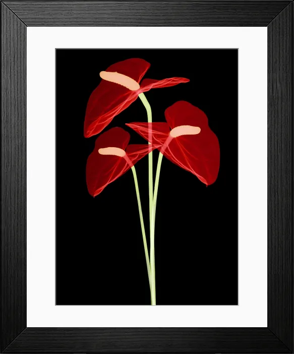 Framed Print : Anthurium Flowers, X-ray Framed Print : Anthurium Flowers, X-ray