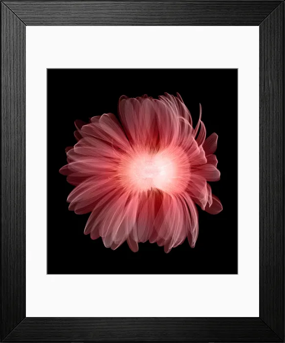 Framed Print : X-ray Gerber Daisy Framed Print : X-ray Gerber Daisy