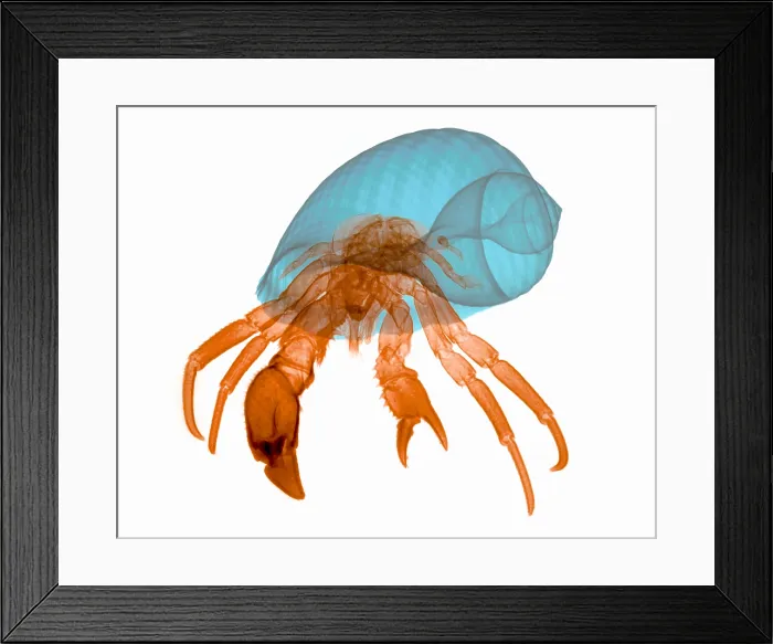 Framed Print : X-ray of Hermit Crab Framed Print : X-ray of Hermit Crab