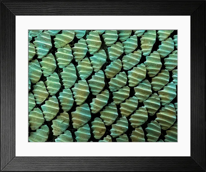 Framed Print : Sandbar Shark Skin, under a microscope (SEM)