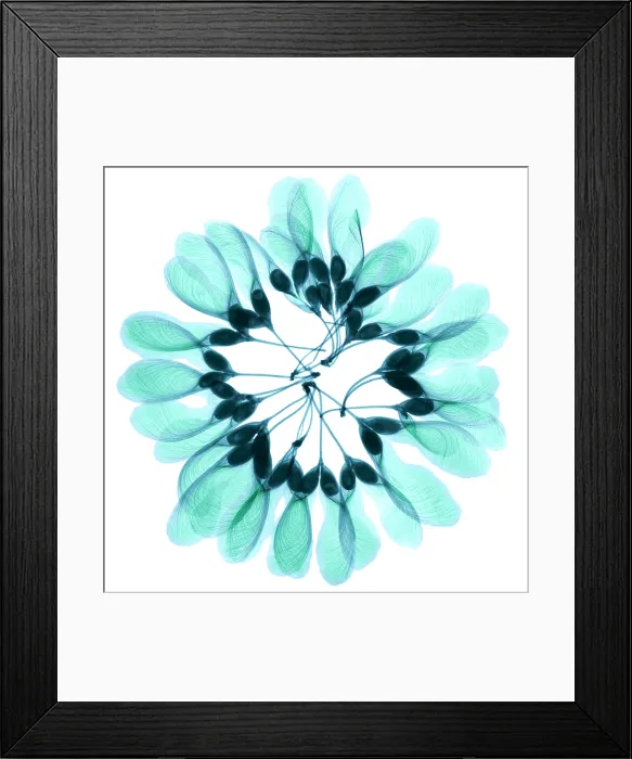 Framed Print : Maple Seeds, X-ray Framed Print : Maple Seeds, X-ray