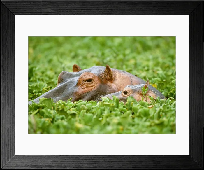 Framed Print : Hippopotamus with young Framed Print : Hippopotamus with young
