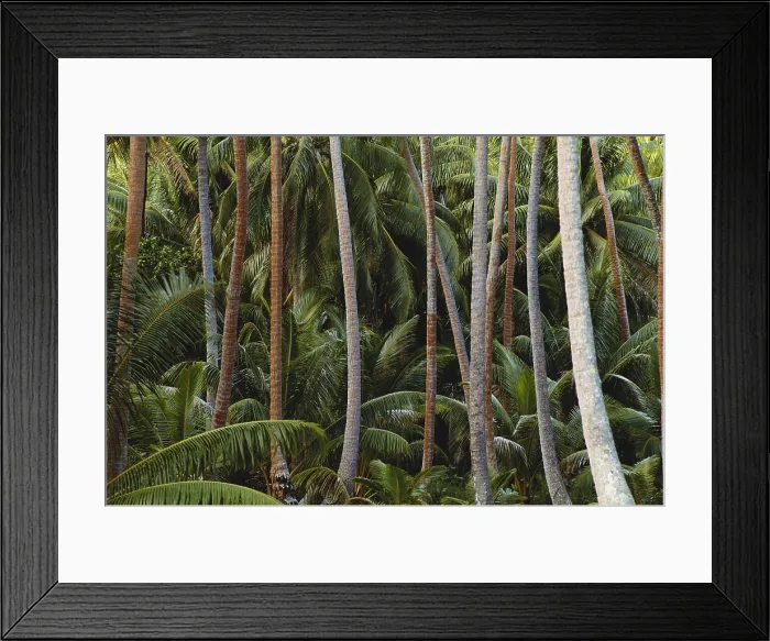 Framed Print : Coconut Palms Framed Print : Coconut Palms