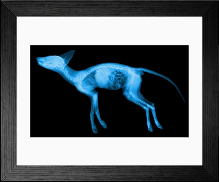 Framed Print : Red Fox, X-ray Framed Print : Red Fox, X-ray