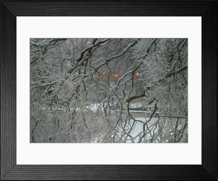 Framed Print : Tree coated by ice storm Framed Print : Tree coated by ice storm