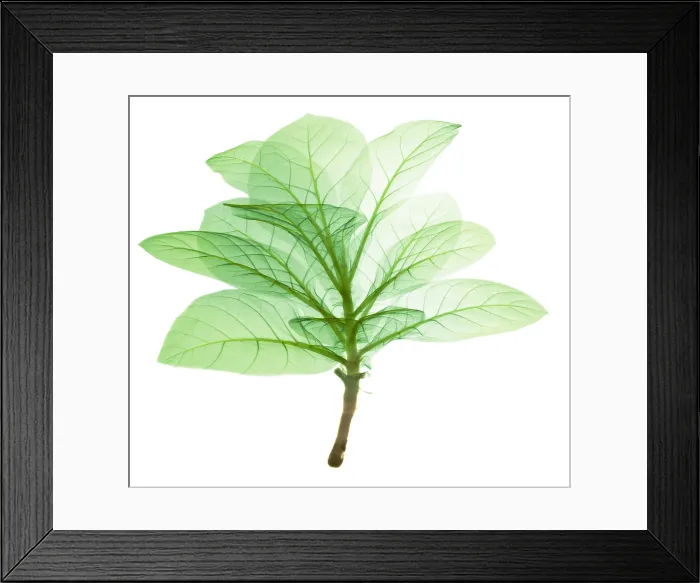 Framed Print : X-ray of Tobacco Framed Print : X-ray of Tobacco