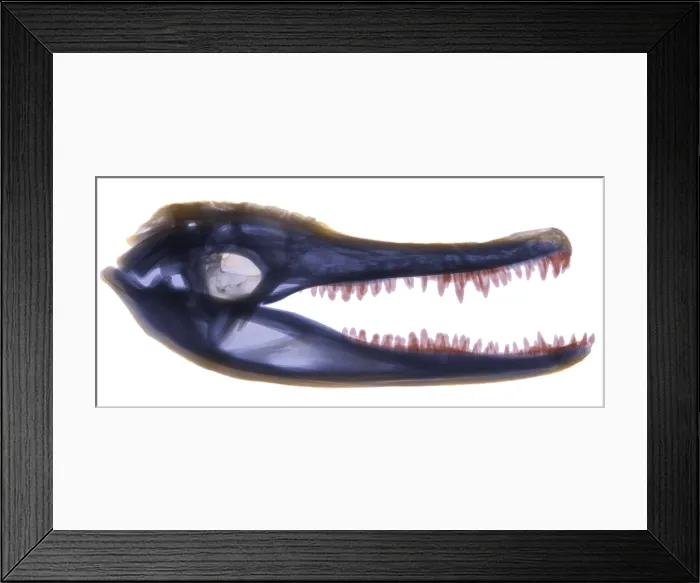 Framed Print : X-ray of American Alligator Framed Print : X-ray of American Alligator