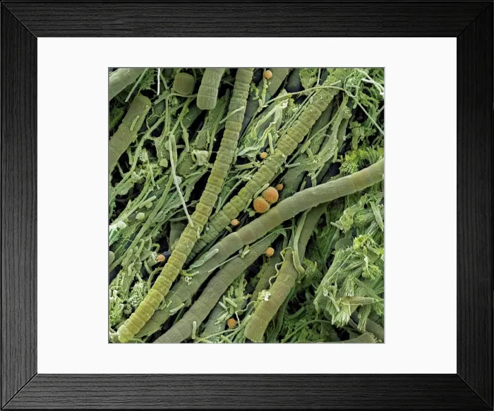 Framed Print : Extremophile Community