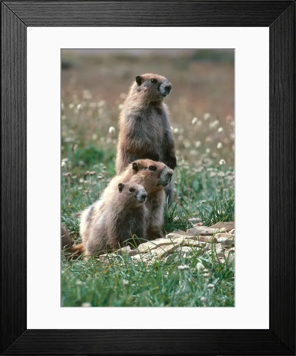 Framed Print : Olympic Marmots (Marmota olympus) Framed Print : Olympic Marmots (Marmota olympus)