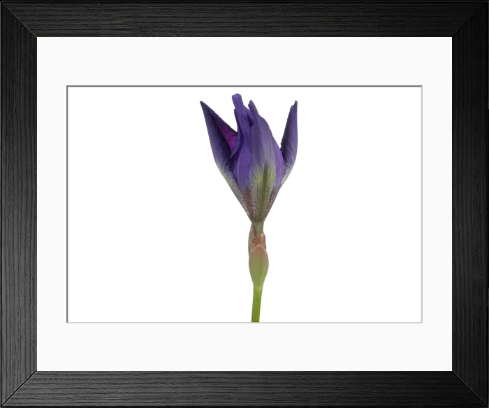 Framed Print : Blue Iris blooming Framed Print : Blue Iris blooming