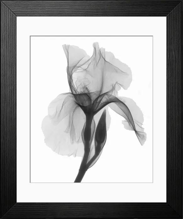 Framed Print : An X-ray of an iris flower Framed Print : An X-ray of an iris flower