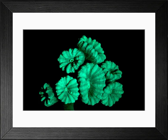 Framed Print : Fluorescent Coral in in UV Light