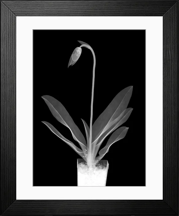 Framed Print : Orchid Plant X-Ray Framed Print : Orchid Plant X-Ray