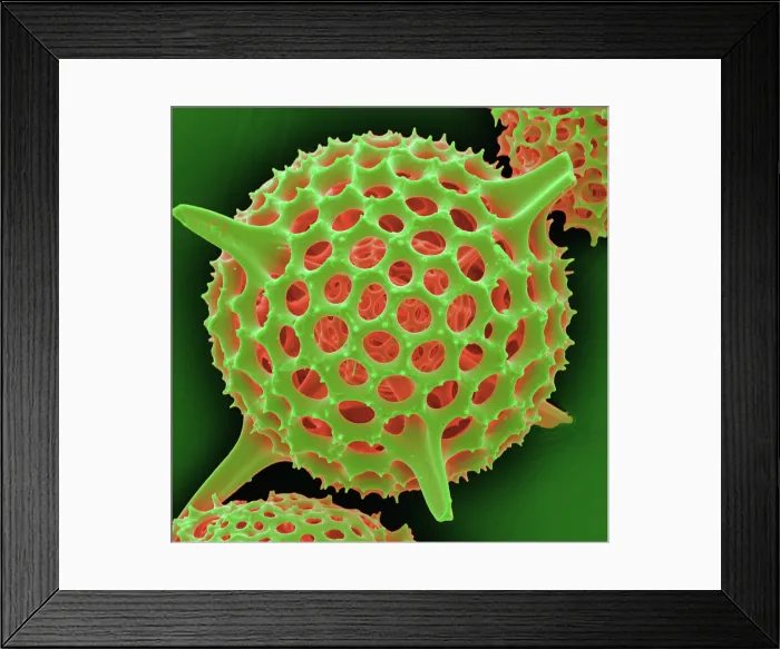 Framed Print : Radiolarian, scanning electron micrograph