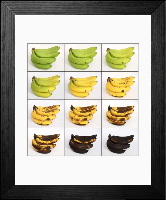 Framed Print : Banana Ripening Sequence Framed Print : Banana Ripening Sequence