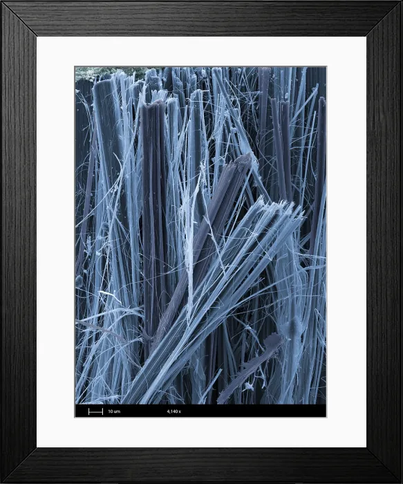 Framed Print : Asbestos, under a microscope (SEM) Framed Print : Asbestos, under a microscope (SEM)