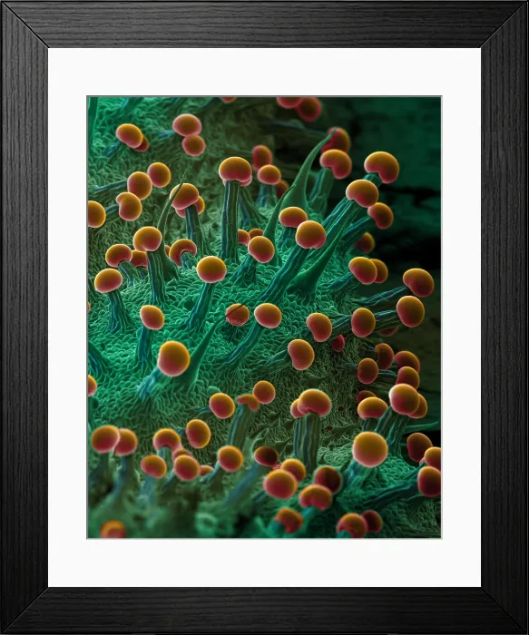 Framed Print : SEM Cannabis Trichomes Framed Print : SEM Cannabis Trichomes