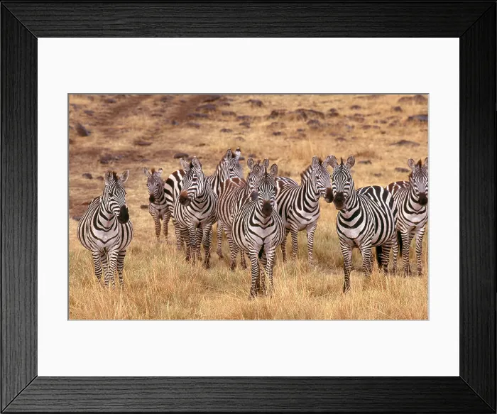 Framed Print : Grant's Zebra (Equus burchelli boehmi)