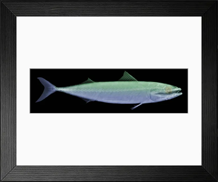 Framed Print : X-ray of an Atlantic Mackerel