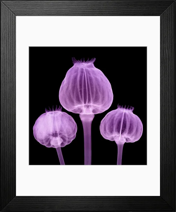 Framed Print : Opium Poppy Pods, X-ray Framed Print : Opium Poppy Pods, X-ray