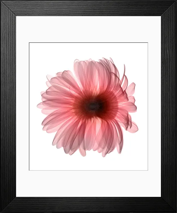 Framed Print : X-ray Gerber Daisy Framed Print : X-ray Gerber Daisy