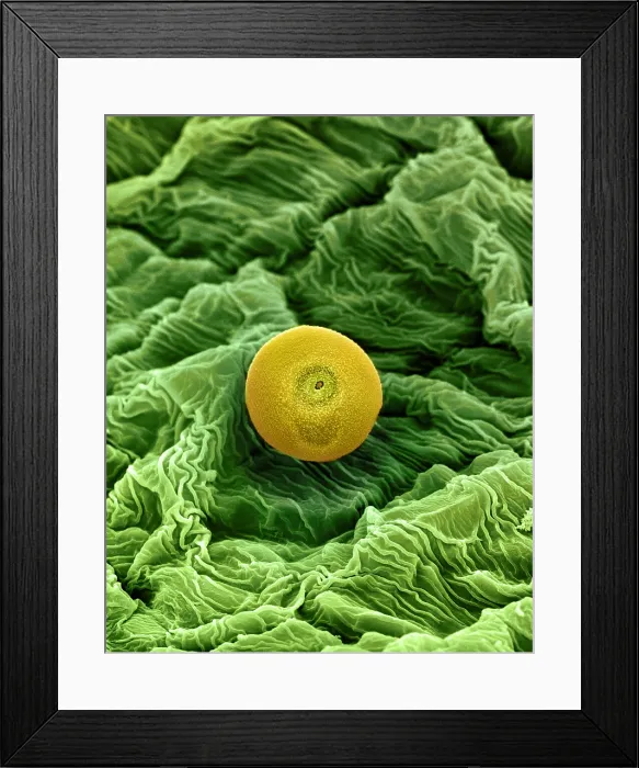 Framed Print : Cannabis Pollen
