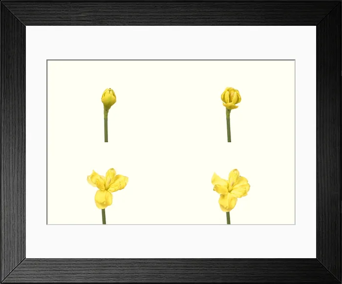 Framed Print : Daffodil blooming sequence Framed Print : Daffodil blooming sequence