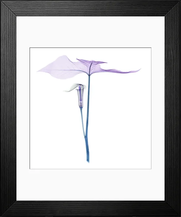 Framed Print : X-ray of Jack-in-the-pulpit Framed Print : X-ray of Jack-in-the-pulpit