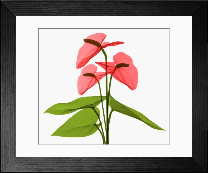 Framed Print : Anthurium Flowers, X-ray Framed Print : Anthurium Flowers, X-ray