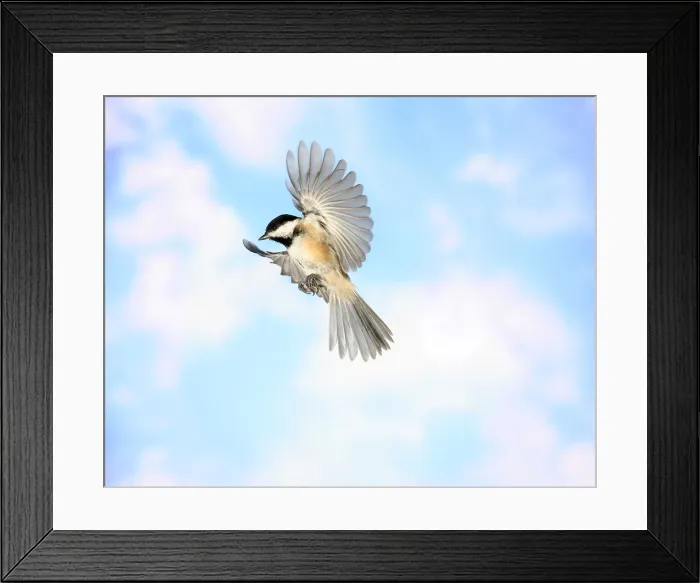 Framed Print : Black-Capped Chickadee in Flight Framed Print : Black-Capped Chickadee in Flight