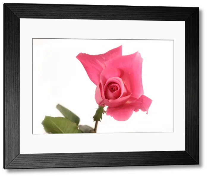 Framed Print : Rose blooming Framed Print : Rose blooming