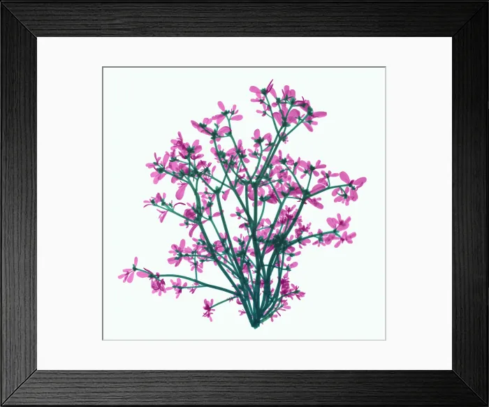 Framed Print : Purslane, X-ray Framed Print : Purslane, X-ray