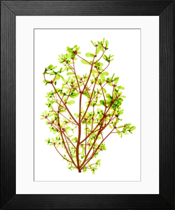 Framed Print : Purslane, X-ray Framed Print : Purslane, X-ray
