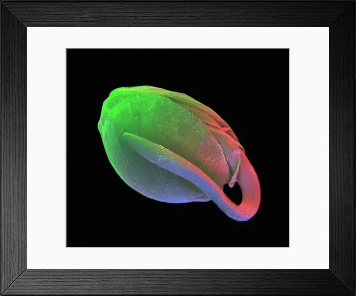 Framed Print : Germinating Marijuana Seed