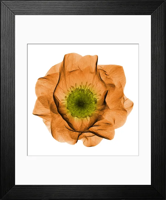 Framed Print : Hellebore Flower, X-ray Framed Print : Hellebore Flower, X-ray