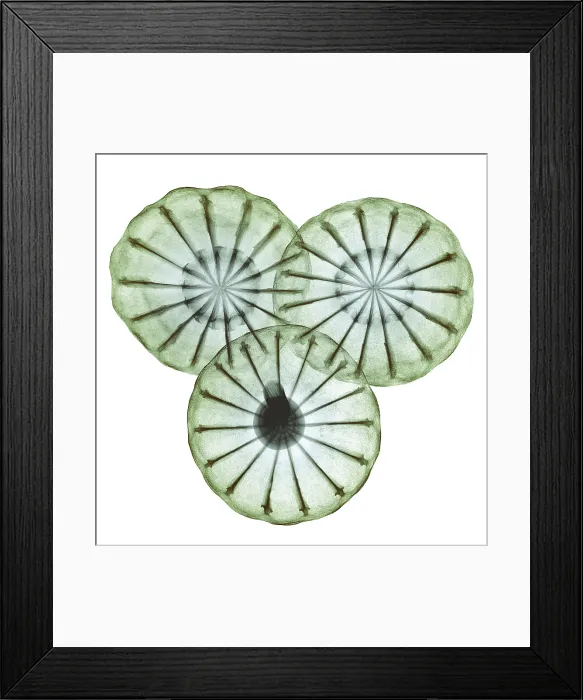 Framed Print : Opium Poppy Pods, X-ray