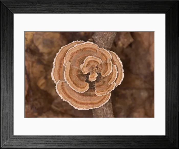 Framed Print : Turkeytail Fungus (Trametes versicolor)