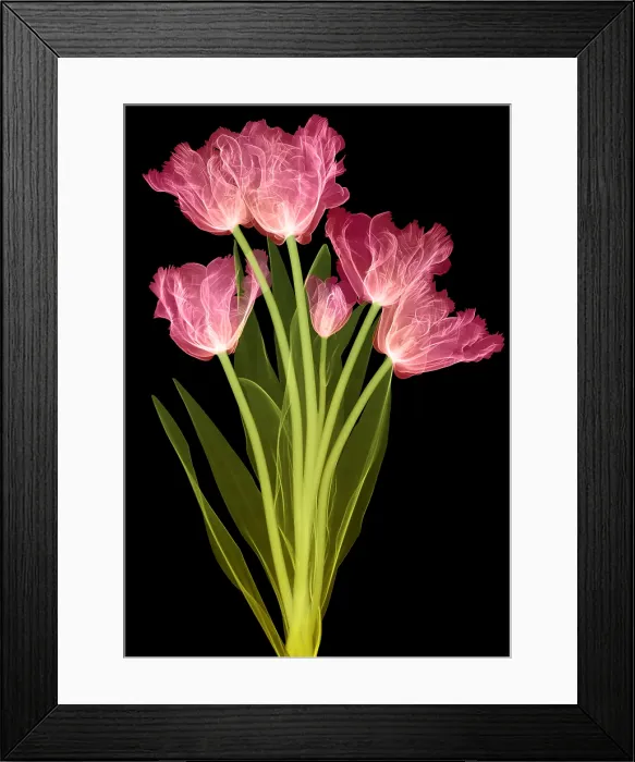 Framed Print : Tulips, X-ray