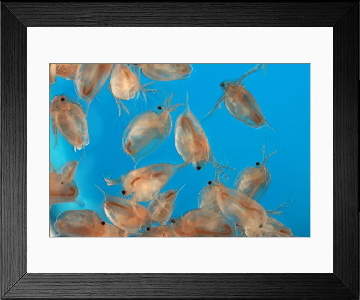 Framed Print : Water Flea (Daphnia magna) under a microscope Framed Print : Water Flea (Daphnia magna) under a microscope