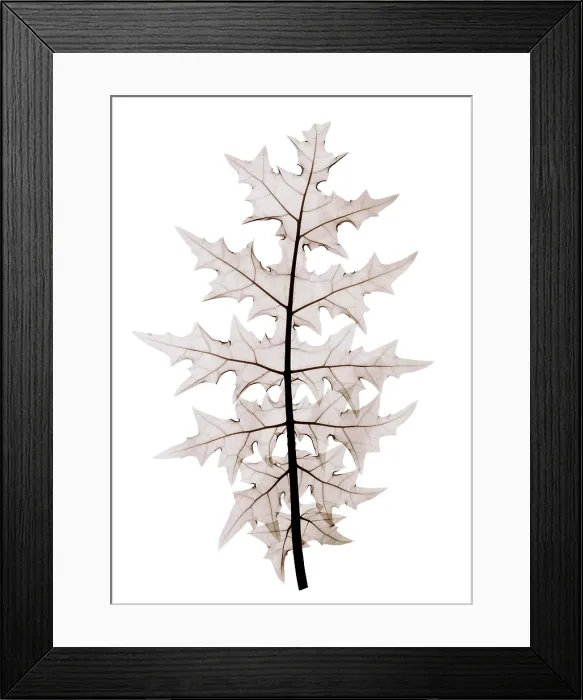 Framed Print : An X-ray of an Acanthus leaf Framed Print : An X-ray of an Acanthus leaf