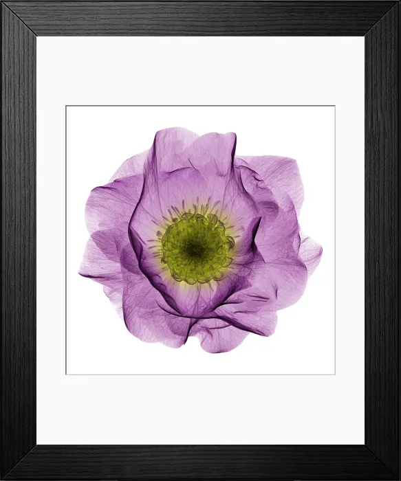 Framed Print : Hellebore Flower, X-ray Framed Print : Hellebore Flower, X-ray