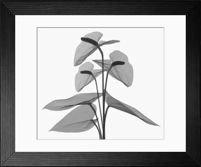 Framed Print : Anthurium Flower, X-ray Framed Print : Anthurium Flower, X-ray