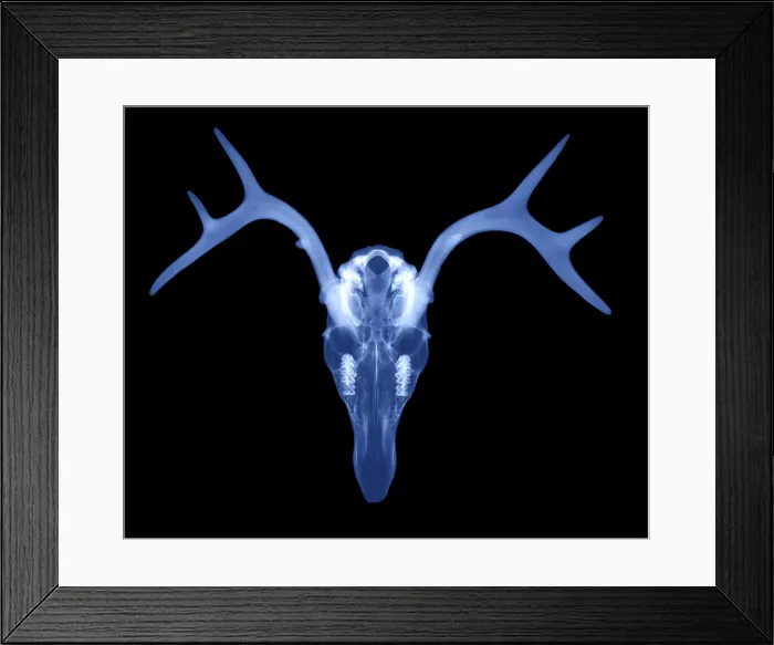 Framed Print : White Tailed Deer