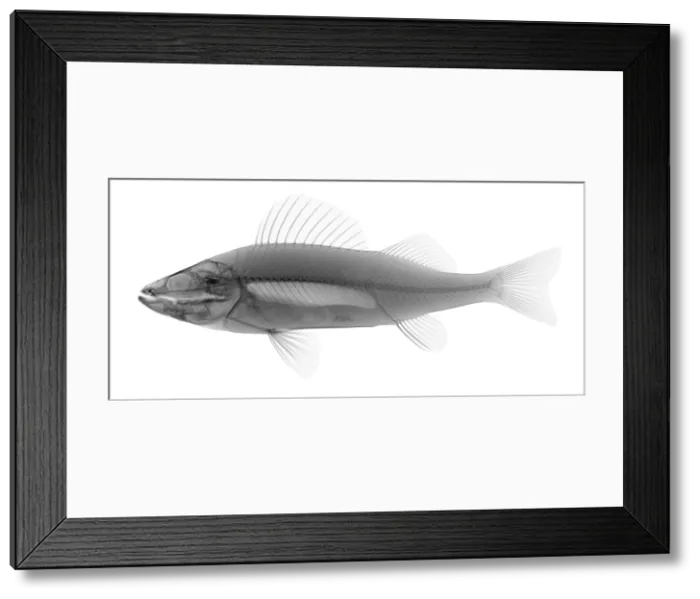 Framed Print : An X-ray of Yellow Perch Framed Print : An X-ray of Yellow Perch