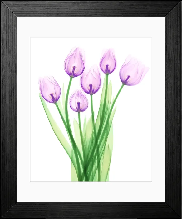 Framed Print : Tulips, X-ray