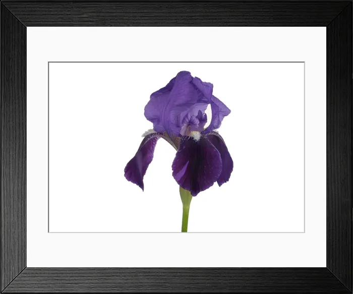 Framed Print : Blue Iris blooming Framed Print : Blue Iris blooming