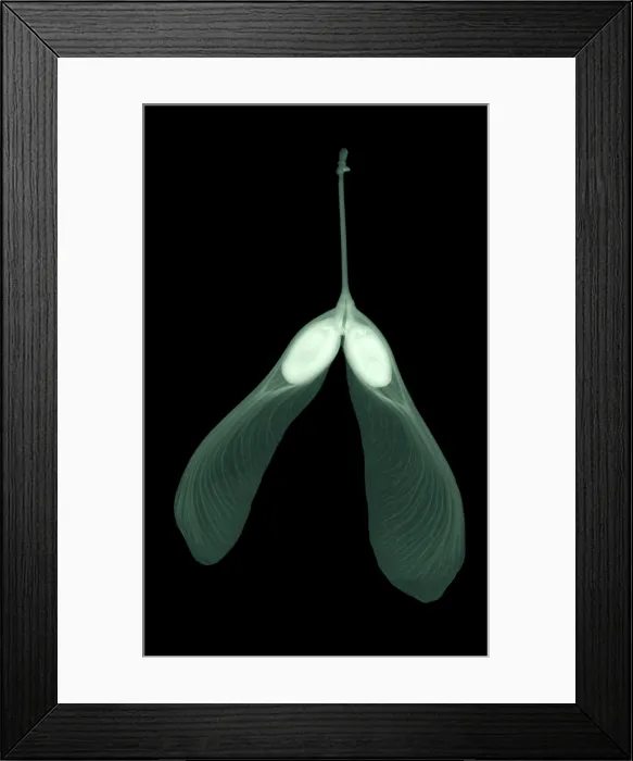 Framed Print : Maple Seed