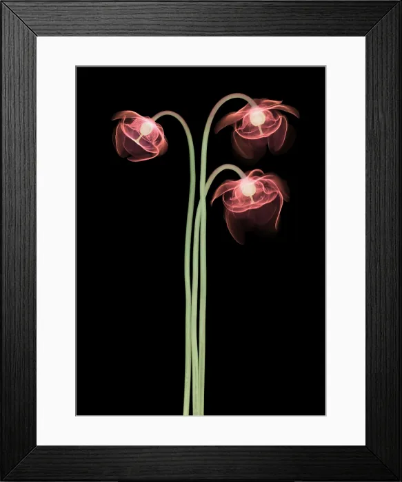 Framed Print : Pitcher Plant Flowers, X-ray Framed Print : Pitcher Plant Flowers, X-ray